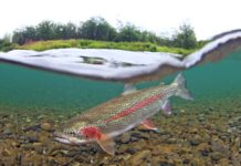 Trump set to halt Pebble Mine, sources say | Hatch Magazine