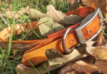 The raggedy old collar | Hatch Magazine