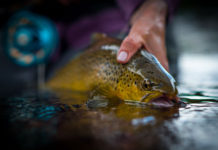 Pro Tips: How to Take Better Fish Portraits