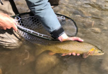 Game and Fish urges anglers not to catch and release in high temps – Buckrail