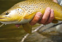 Video: Euro Nymphing vs Indicator Nymphing