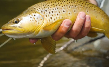 Video: Euro Nymphing vs Indicator Nymphing