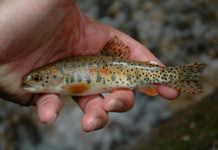 Fish Facts: Saving the Greenback Cutthroat Trout (Updated!)