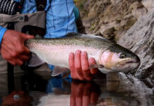 Video Pro Tip: How to Approach and Cast to a Rising Trout