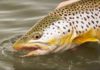 Master Class Monday: How to Catch Trout Rising in Flat Water