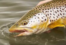 Master Class Monday: How to Catch Trout Rising in Flat Water