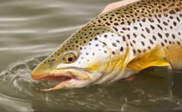 Master Class Monday: How to Catch Trout Rising in Flat Water