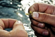 Tippet proportions and fly size