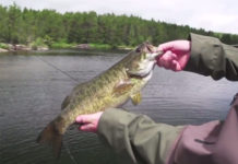 Video Pro Tips: Topwater Techniques for Smallmouth Bass