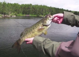 Video Pro Tips: Topwater Techniques for Smallmouth Bass