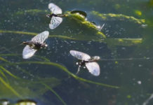 Classic Video: Dead Flies Don’t Swim