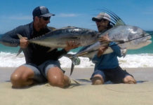 Rare tuna catch from shore attracts ‘pack of giant roosters’