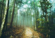 Finding bigfoot | Hatch Magazine