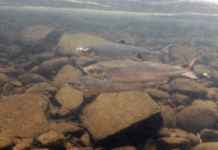 Salmon runs and deadlines –