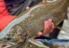 Lake Superior Steelhead: Tips and Gear to Land Your First Chrome