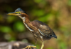 Fishing for Photos With a Green Heron – Redheaded Blackbelt