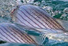 Genetic Stock Identification of Striped Bass