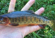 Fishing In Utah Increases In Utah During Pandemic