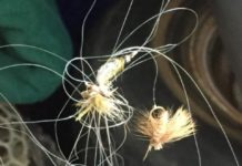 Pro Tips: Don’t Futz . . . . Fish!