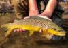 Pro Tips: For Low-Water Trout, Move Slowly and Choose Wisely
