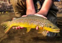 Pro Tips: For Low-Water Trout, Move Slowly and Choose Wisely
