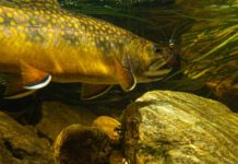 The Joys of the “Local Slam”