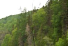 Podcast: The Quest for the World-Record Tarpon, with Monte Burke