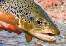 Stealthy fall fishing is almost here