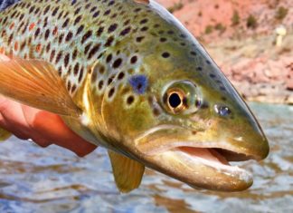 Stealthy fall fishing is almost here
