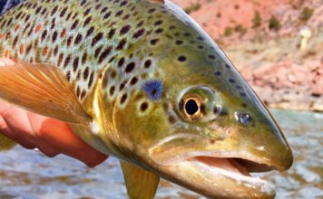Stealthy fall fishing is almost here
