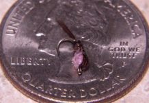 Video: How to Tie the Hotspot Pheasant Tail Nymph