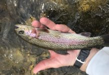 NH Fly Fishing and the Human Psyche