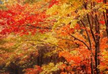 2020 Fall Foliage Peak Map: When Leaves Are Best In Georgia