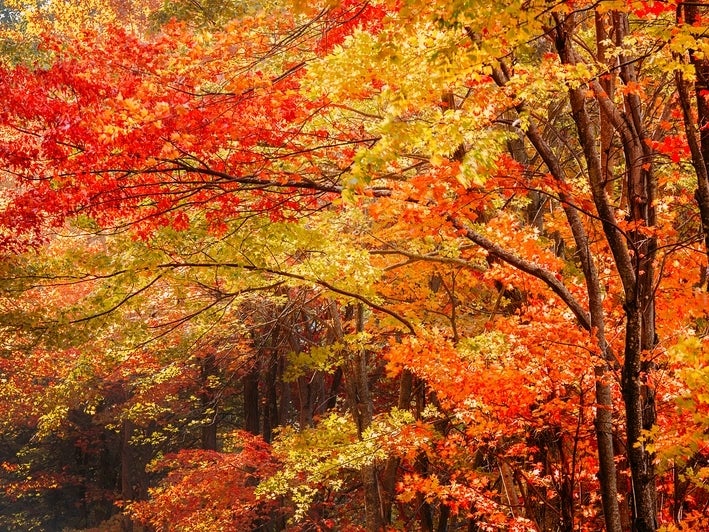 Fall Foliage Prediction Map 2020 Smoky Mountains 2020 Fall Foliage Peak Map: When Leaves Are Best In Georgia - Xpert Fly  Fisher