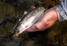 Video: How to Tie the Freddy