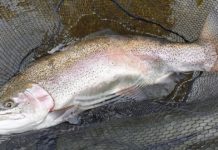 Fish of the Week: Snakes alive!