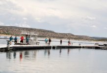 Bass and kokanee salmon caught at Navajo Lake