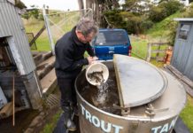 Taranaki’s 134-year-old trout hatchery key to angling success