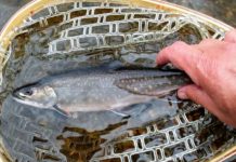 Andy Schafermeyer’s Adventures Afield: Enjoying ‘blast-and-blast’ days | Adventures Afield