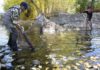 Fish rescue saves 2,460 trout in Bellevue | Environment