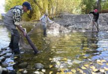 Fish rescue saves 2,460 trout in Bellevue | Environment