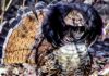 Gene Chague | Berkshire Woods and Waters: Ruffed grouse important indicator of healthy ecosystem | Sports