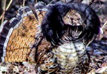 Gene Chague | Berkshire Woods and Waters: Ruffed grouse important indicator of healthy ecosystem | Sports
