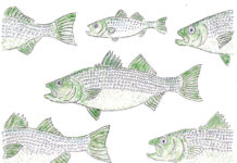 Autumn Striped Bass Migration Makes for an Active Canal