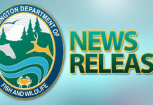 WDFW Officials To Lethally Remove Bighorn Sheep To Prevent A Deadly Pneumonia Outbreak – Dailyfly.com Lewis-Clark Valley Community