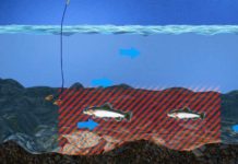 Video Pro Tips: How to Euro-Nymph a Run