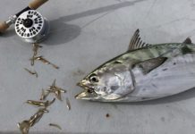 On The Line: False Albacore