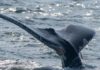 Freed whale calf seen feasting on bunker fish off Montauk