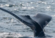 Freed whale calf seen feasting on bunker fish off Montauk