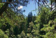 Catching a break during the pandemic